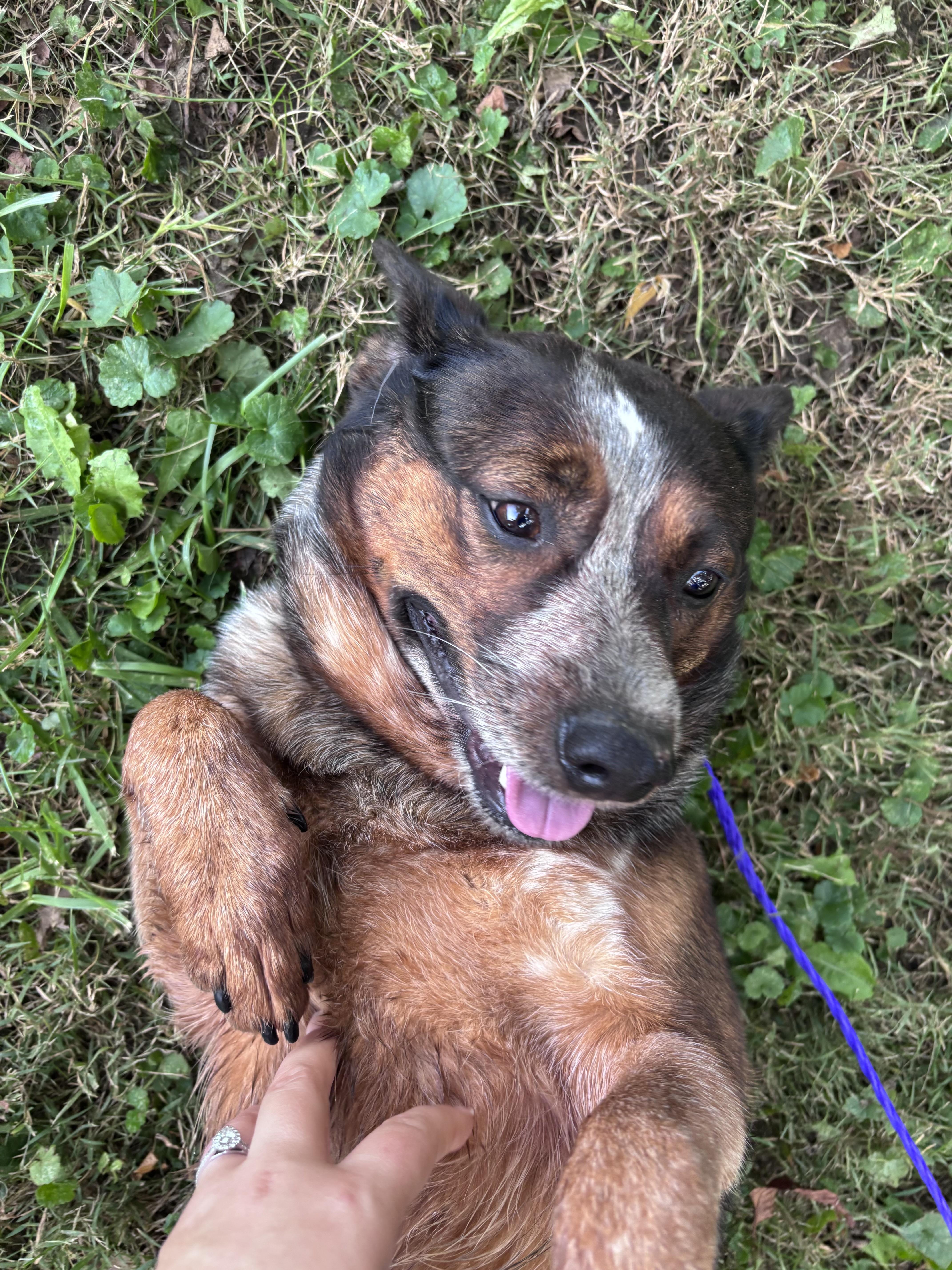 Beth, Adoptable, Adult Female Australian Cattle Dog / Blue Heeler.