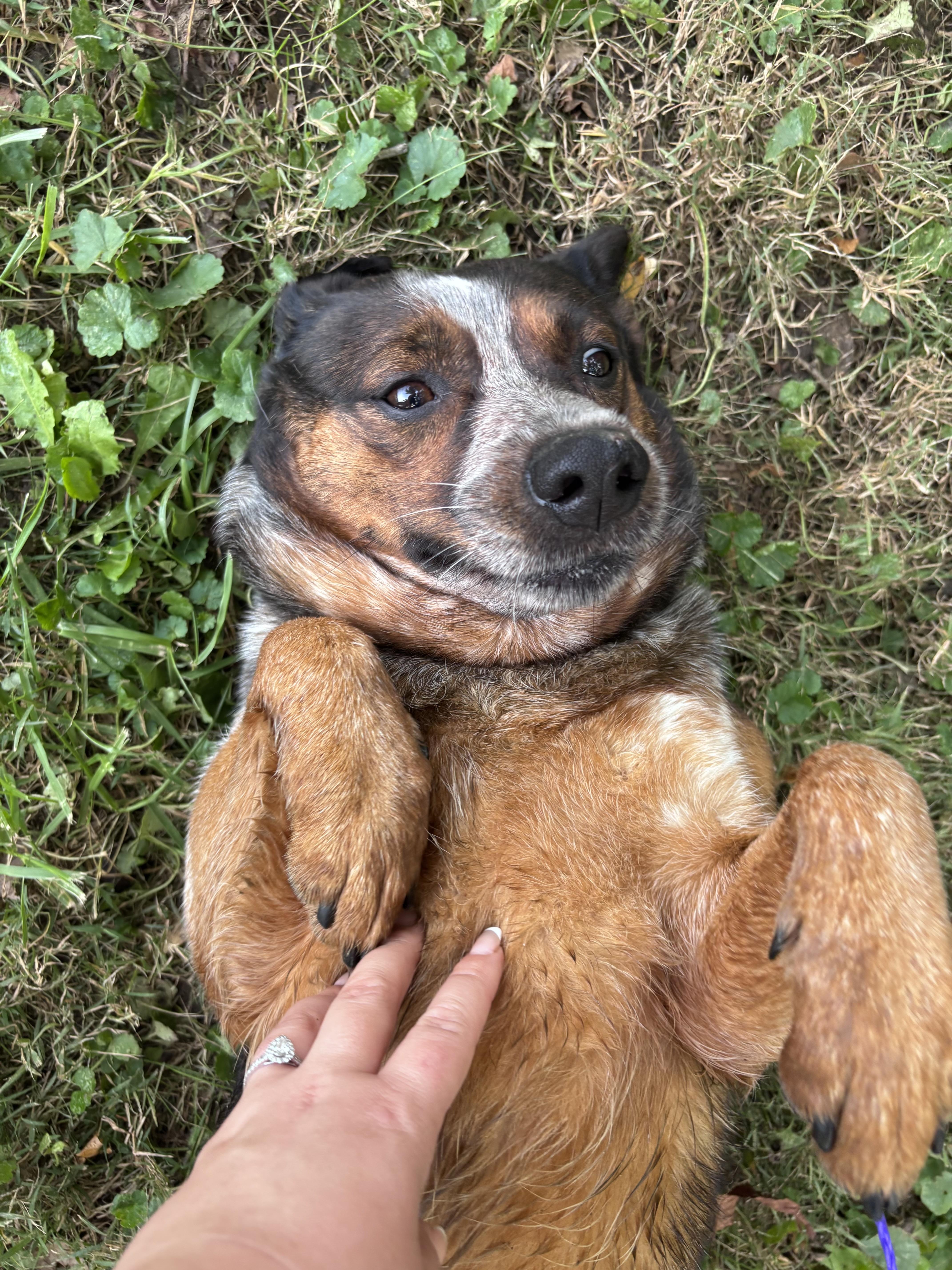 Enlarge Beth, a Adoptable Australian Cattle Dog / Blue Heeler in New Castle, IN image 2/2