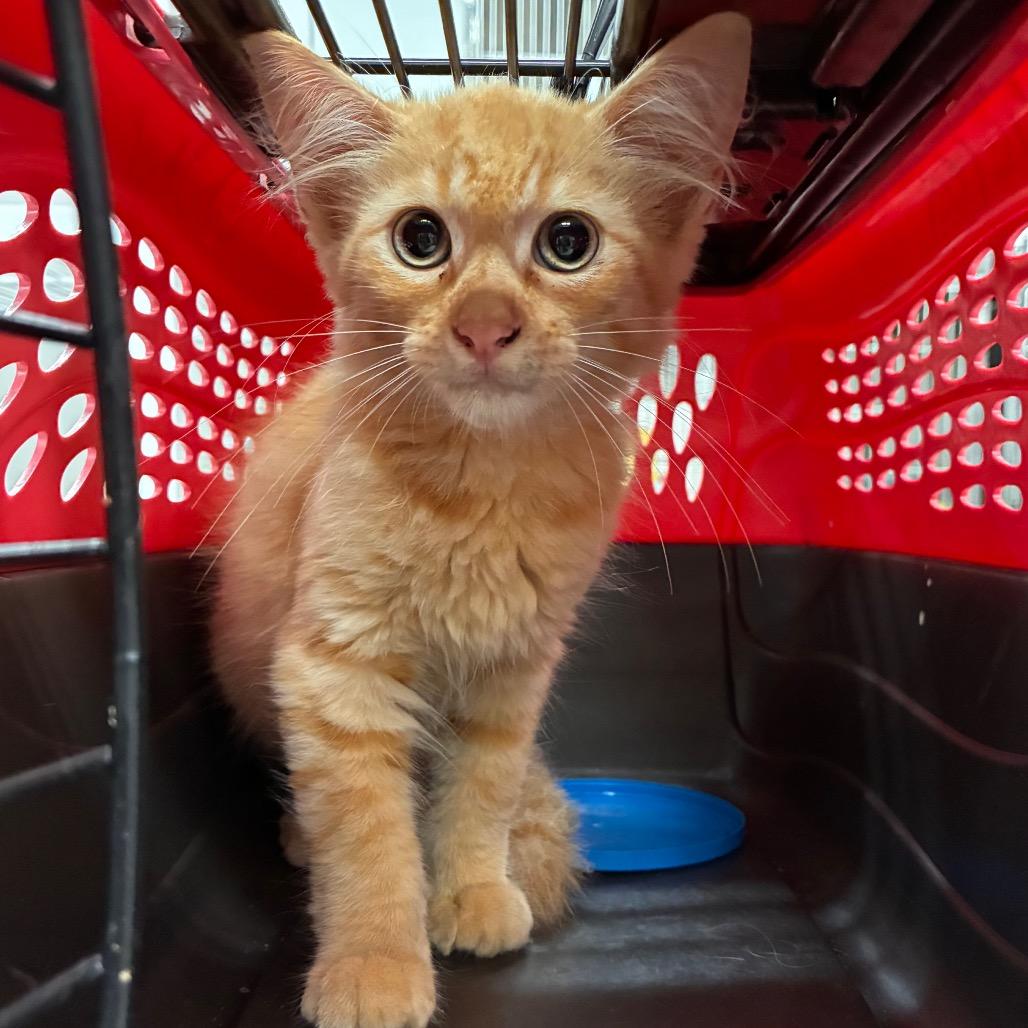 Mr. Jolly Roger, Adoptable, Kitten Male Domestic Medium Hair.