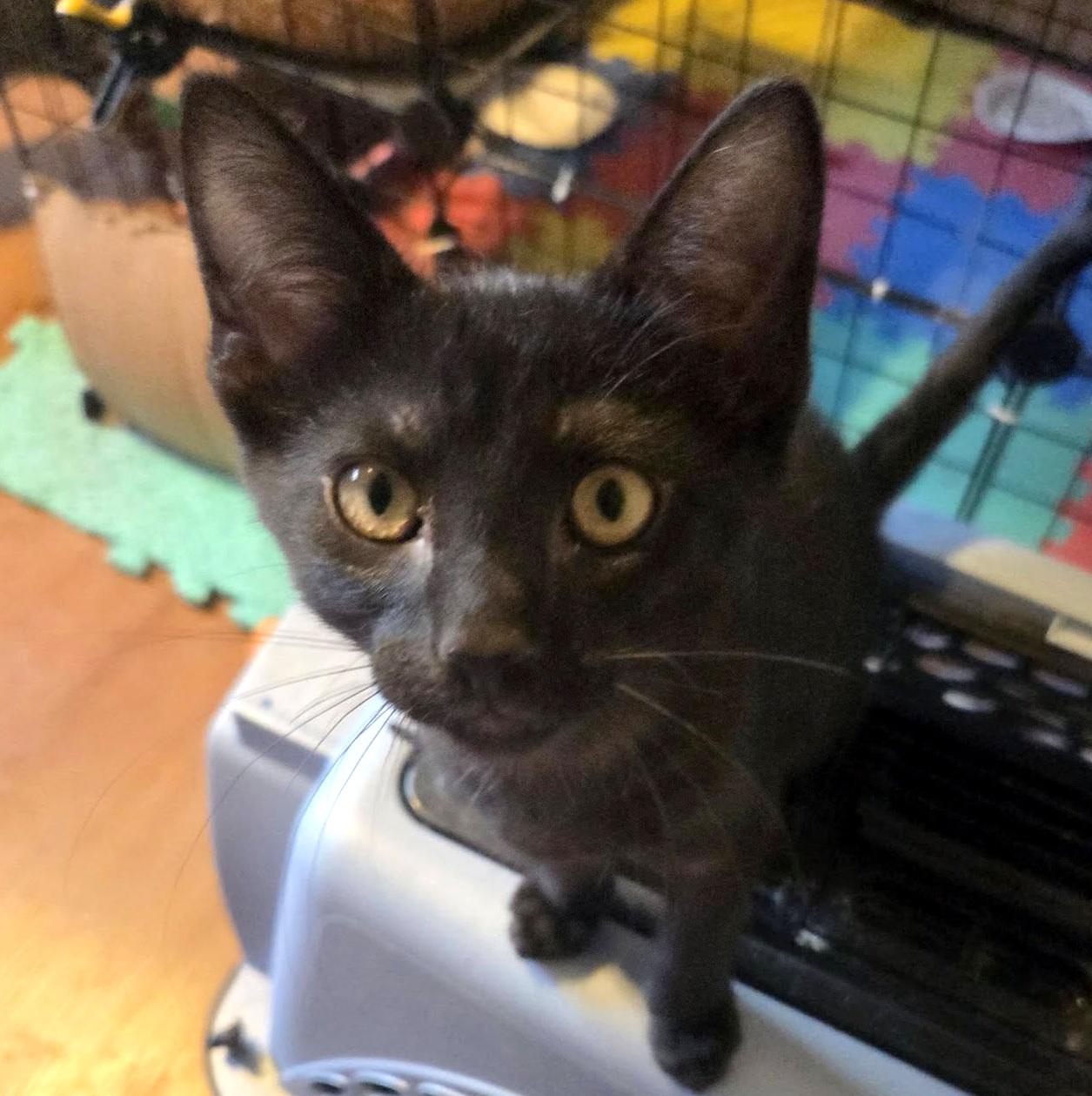 Enlarge Yogi Boo Boo, a ADOPTABLE Domestic Short Hair in Pittsburgh, PA image 2/5