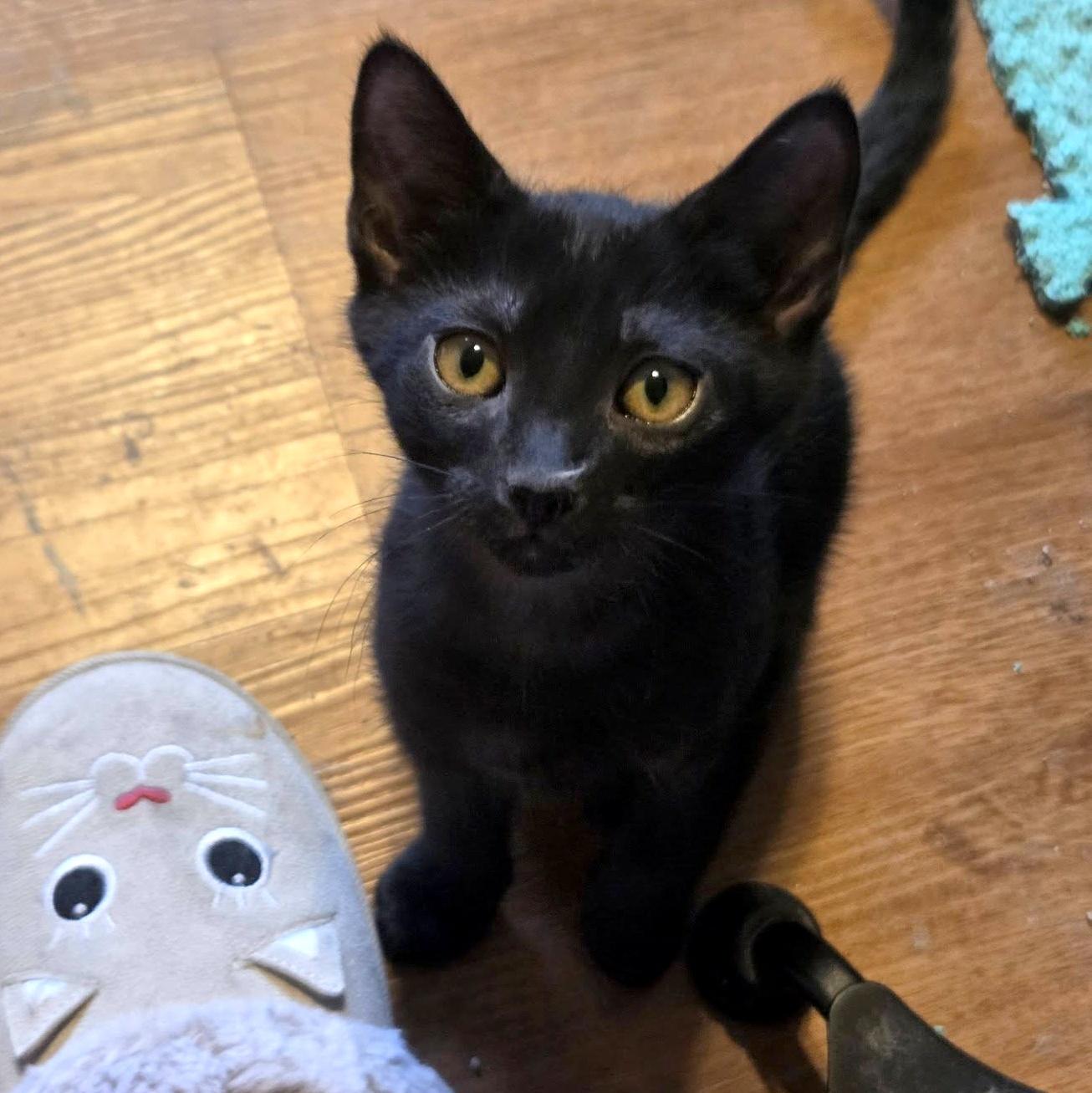 Yogi Boo Boo, ADOPTABLE, Adult Male Domestic Short Hair.