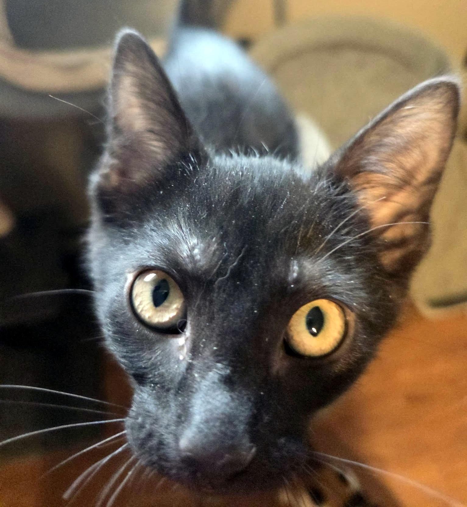Enlarge Yogi Boo Boo, a ADOPTABLE Domestic Short Hair in Pittsburgh, PA image 5/5