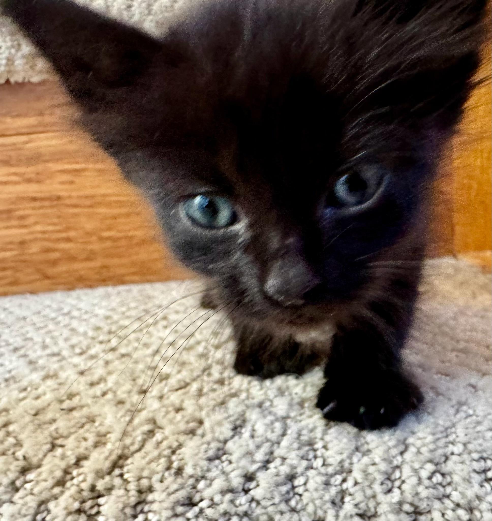 Enlarge Mitzu (confident - friendly - adorable), a Adoptable Domestic Short Hair in San Jose, CA image 4/4