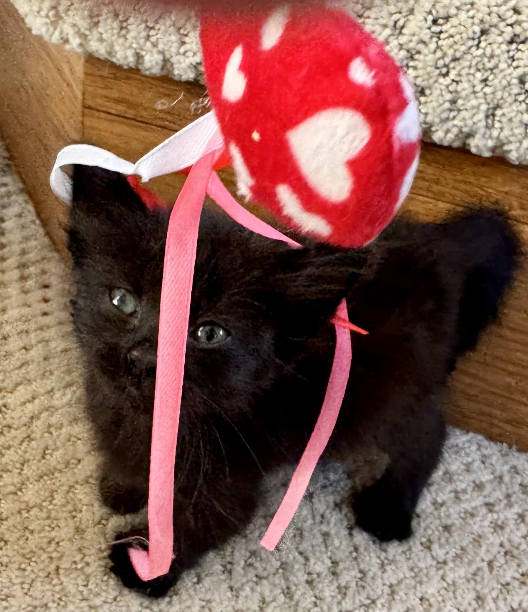 Mitzu (confident - friendly - adorable), Adoptable, Kitten Male Domestic Short Hair.