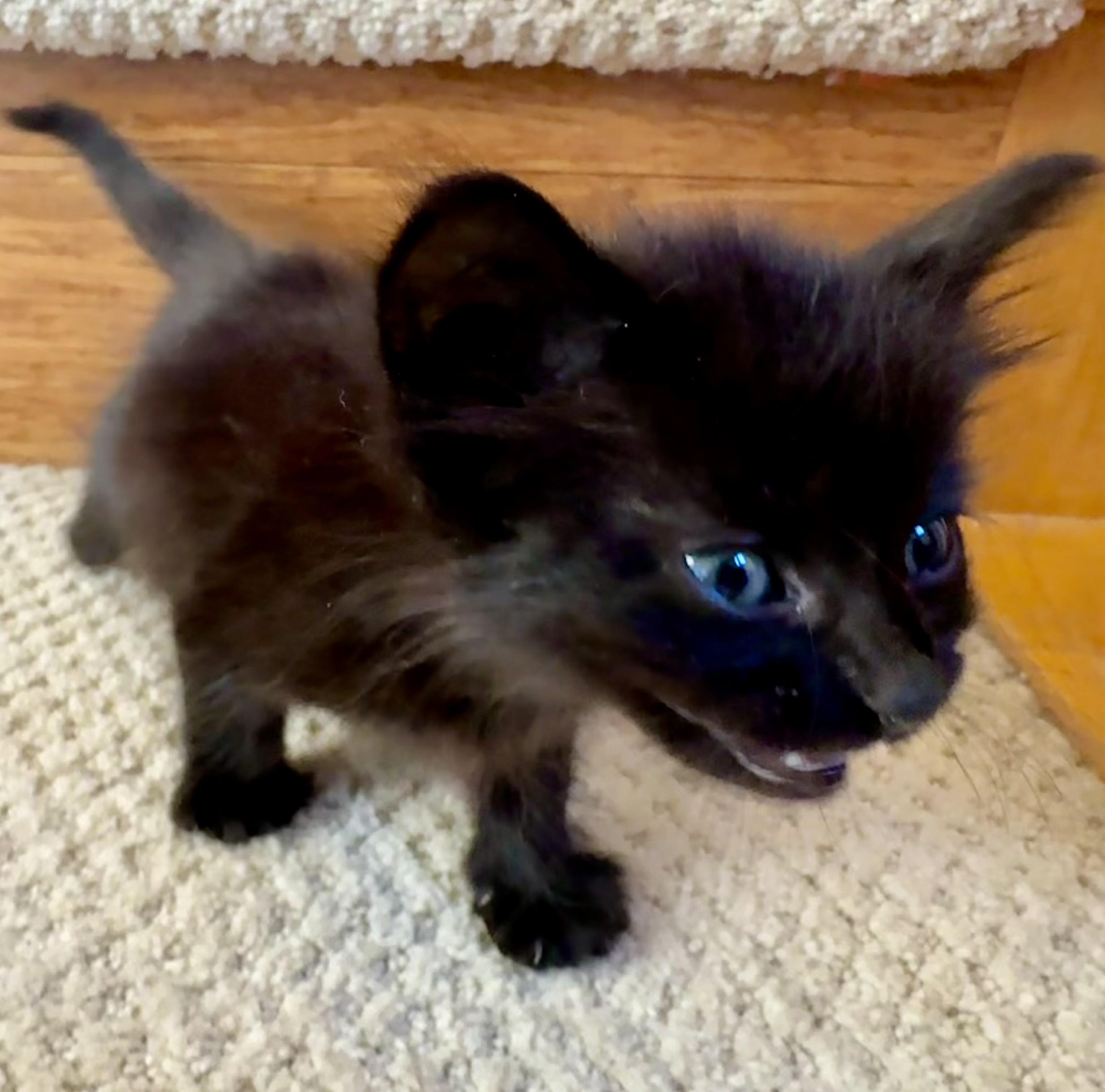 Enlarge Mitzu (confident - friendly - adorable), a Adoptable Domestic Short Hair in San Jose, CA image 2/4