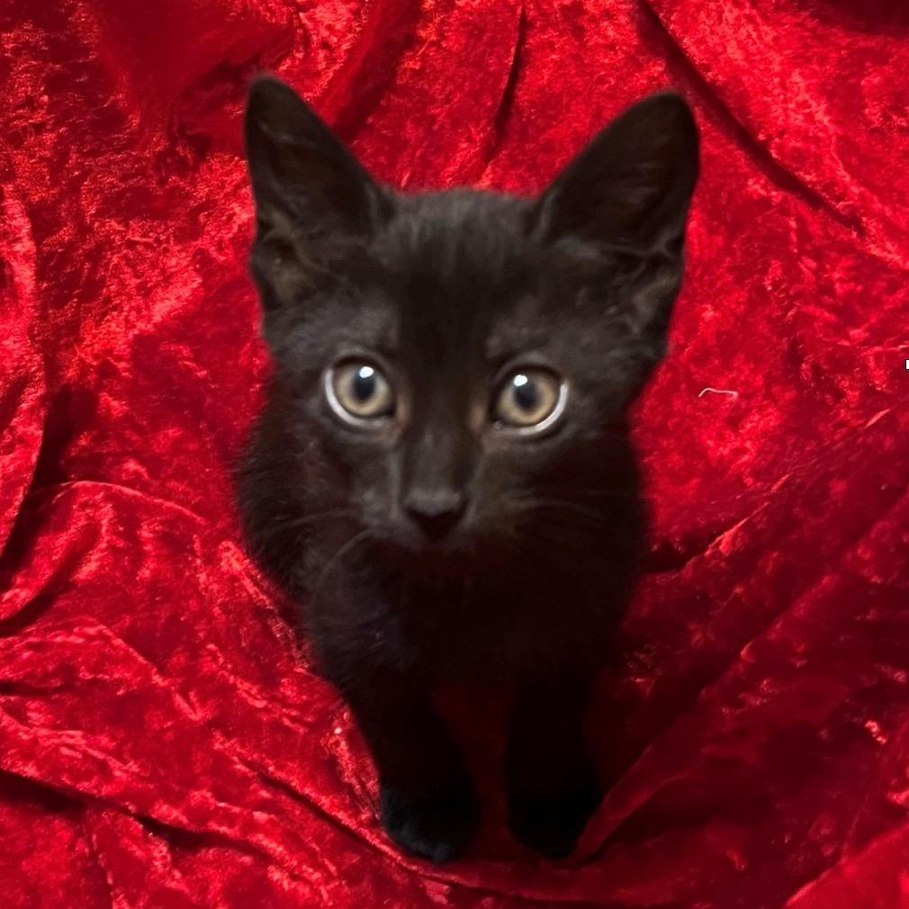 Porche, Adoptable, Kitten Female Domestic Short Hair.