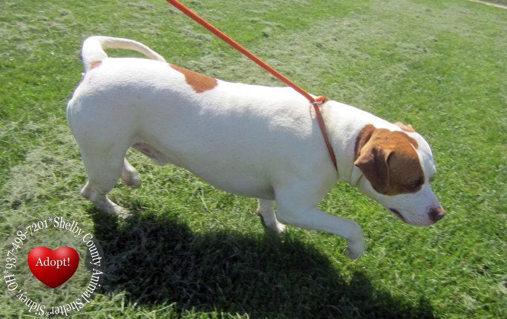 Enlarge Milkshake Yrly 156/14, a Adoptable mixed breed in Sidney, OH image 1/6