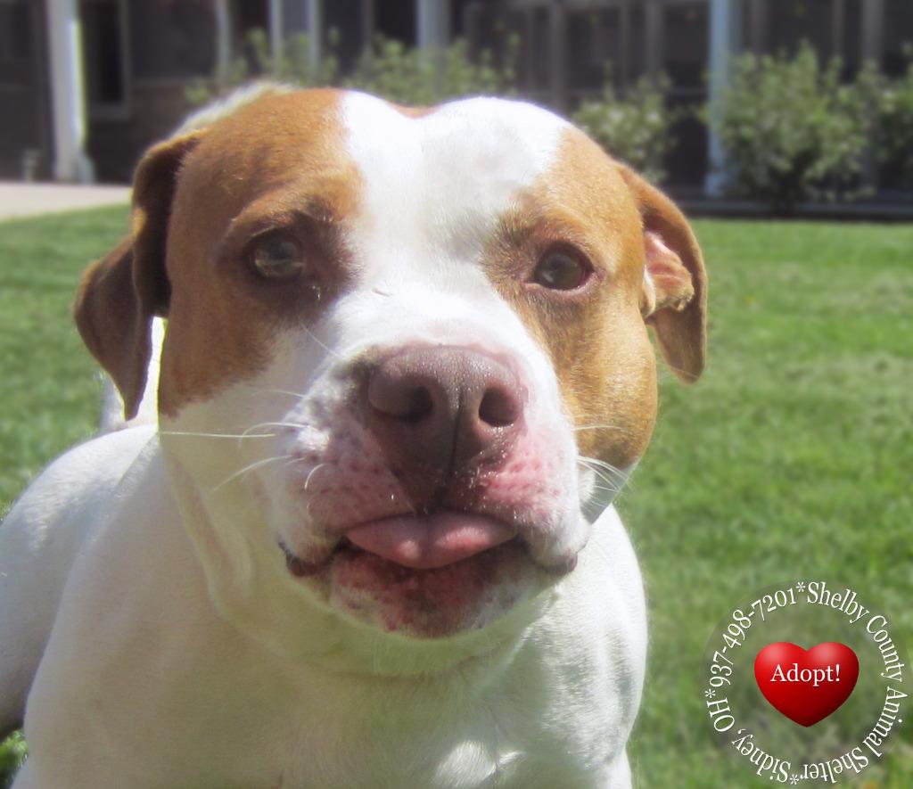 Enlarge Milkshake Yrly 156/14, a Adoptable mixed breed in Sidney, OH image 2/6