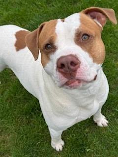 Enlarge Milkshake Yrly 156/14, a Adoptable mixed breed in Sidney, OH image 3/6