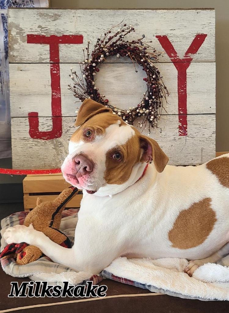 Enlarge Milkshake Yrly 156/14, a Adoptable mixed breed in Sidney, OH image 4/6