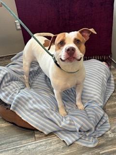 Enlarge Milkshake Yrly 156/14, a Adoptable mixed breed in Sidney, OH image 5/6