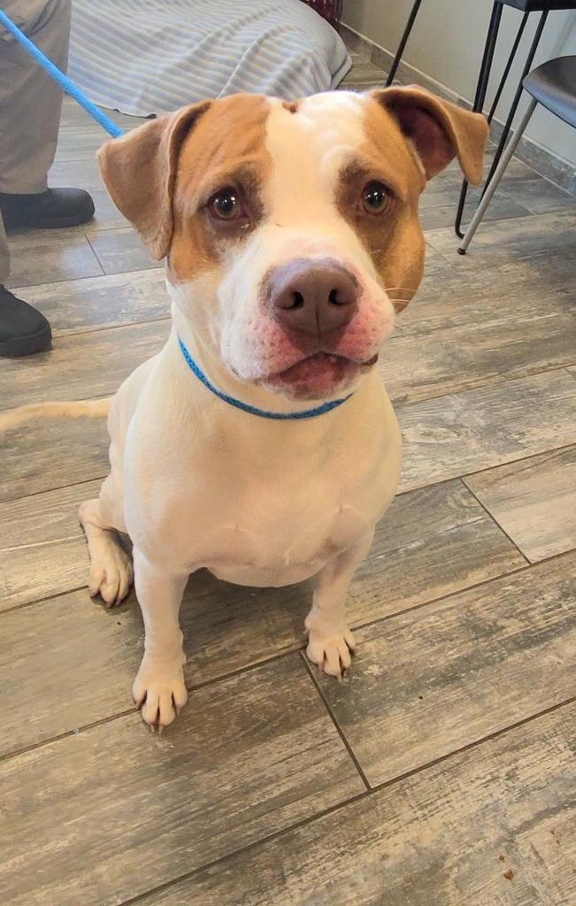 Enlarge Milkshake Yrly 156/14, a Adoptable mixed breed in Sidney, OH image 6/6