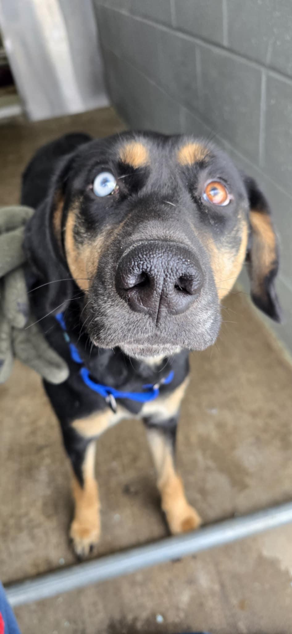 Brinkley, Adult Female Black and Tan Coonhound