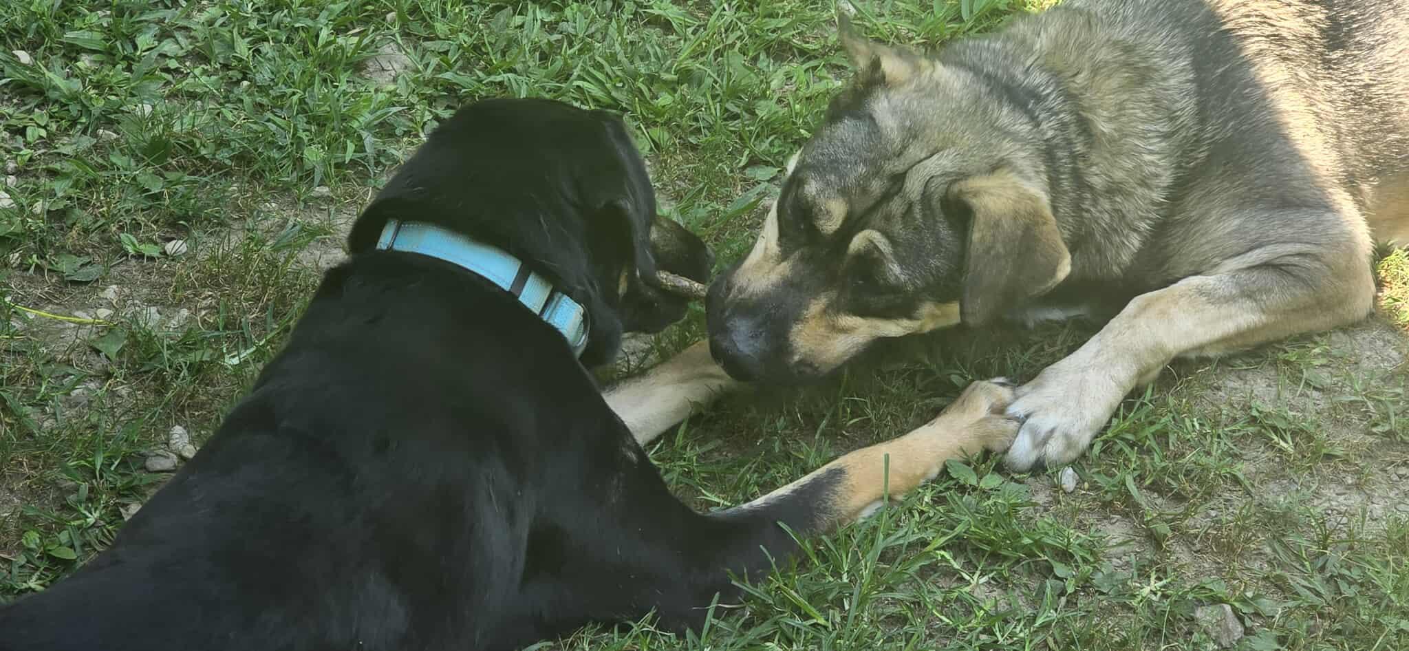 Brinkley, a Adoptable mixed breed in Huntingdon, PA image 2/3