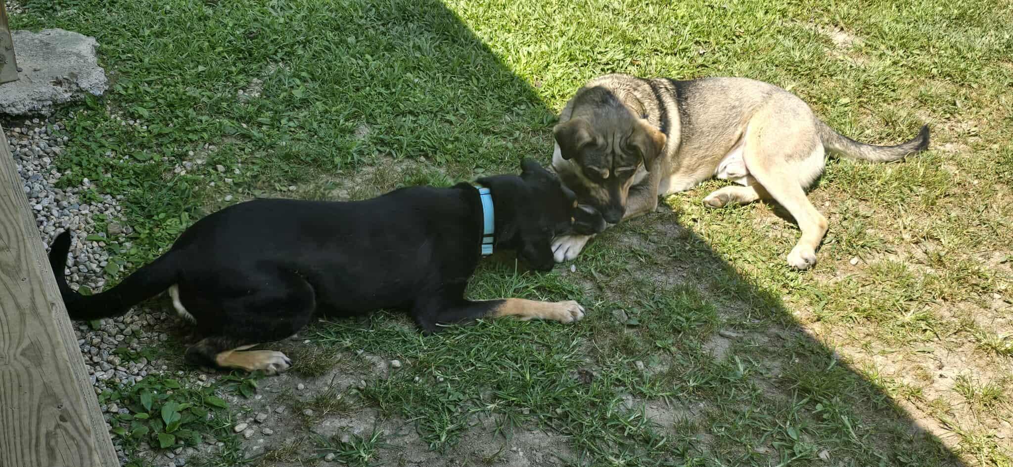 Brinkley, a Adoptable mixed breed in Huntingdon, PA image 3/3