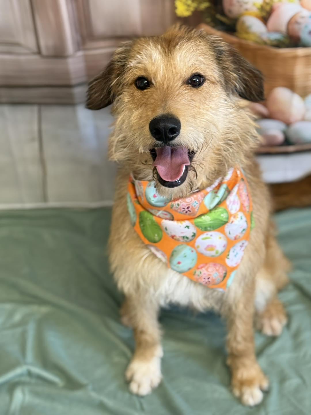 Waffles, Adoptable, Adult Male Terrier.