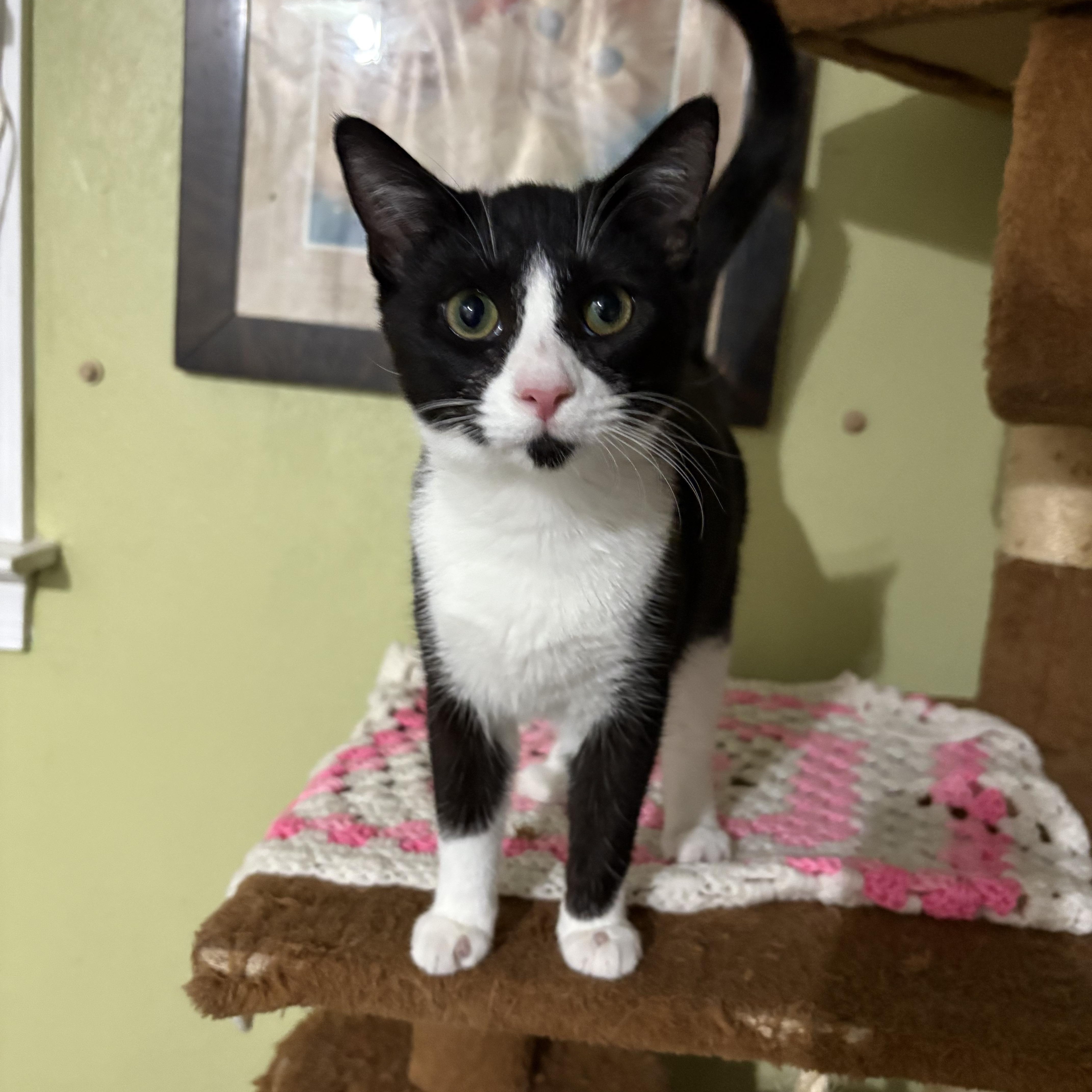 Enlarge Cider, a Adoptable Domestic Short Hair in East Brunswick, NJ image 2/6