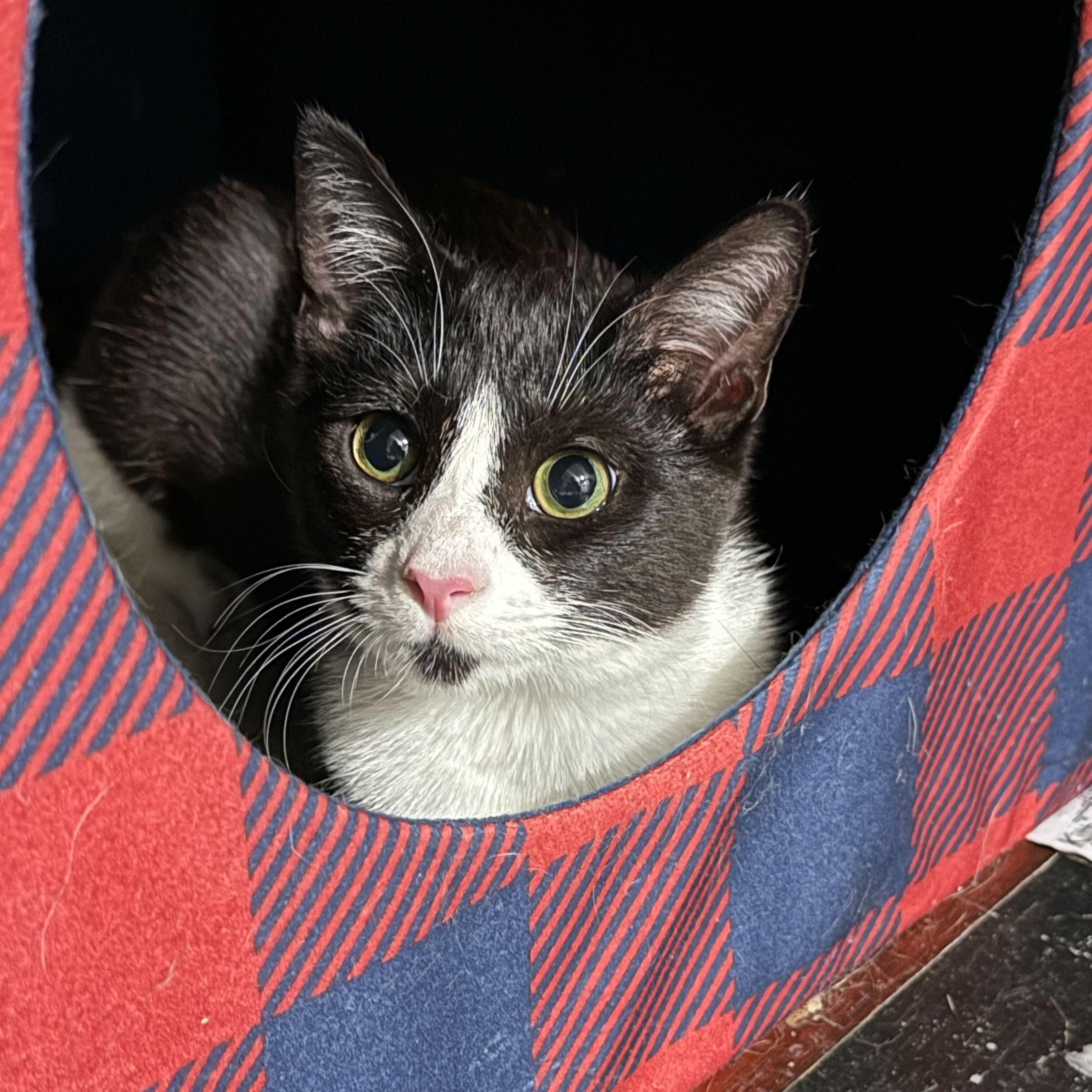 Enlarge Cider, a Adoptable Domestic Short Hair in East Brunswick, NJ image 4/6