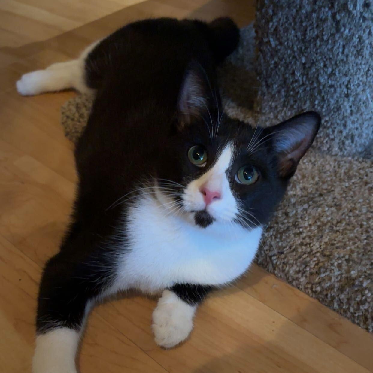 Enlarge Cider, a Adoptable Domestic Short Hair in East Brunswick, NJ image 3/6