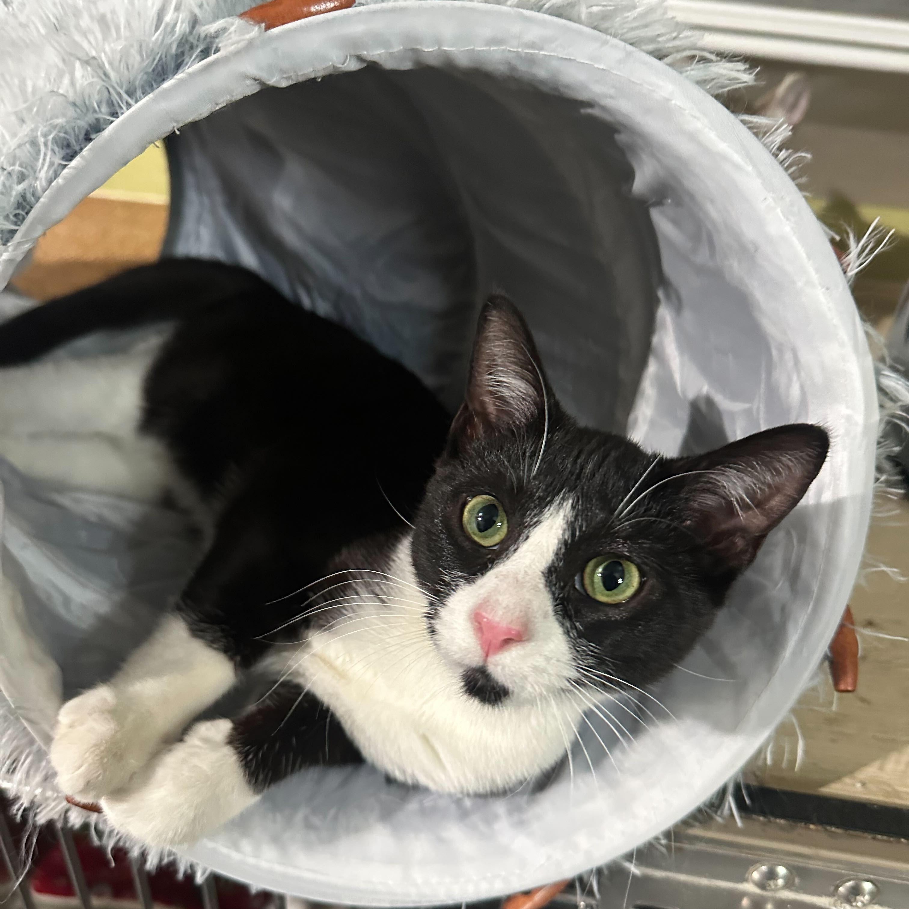 Enlarge Cider, a Adoptable Domestic Short Hair in East Brunswick, NJ image 6/6