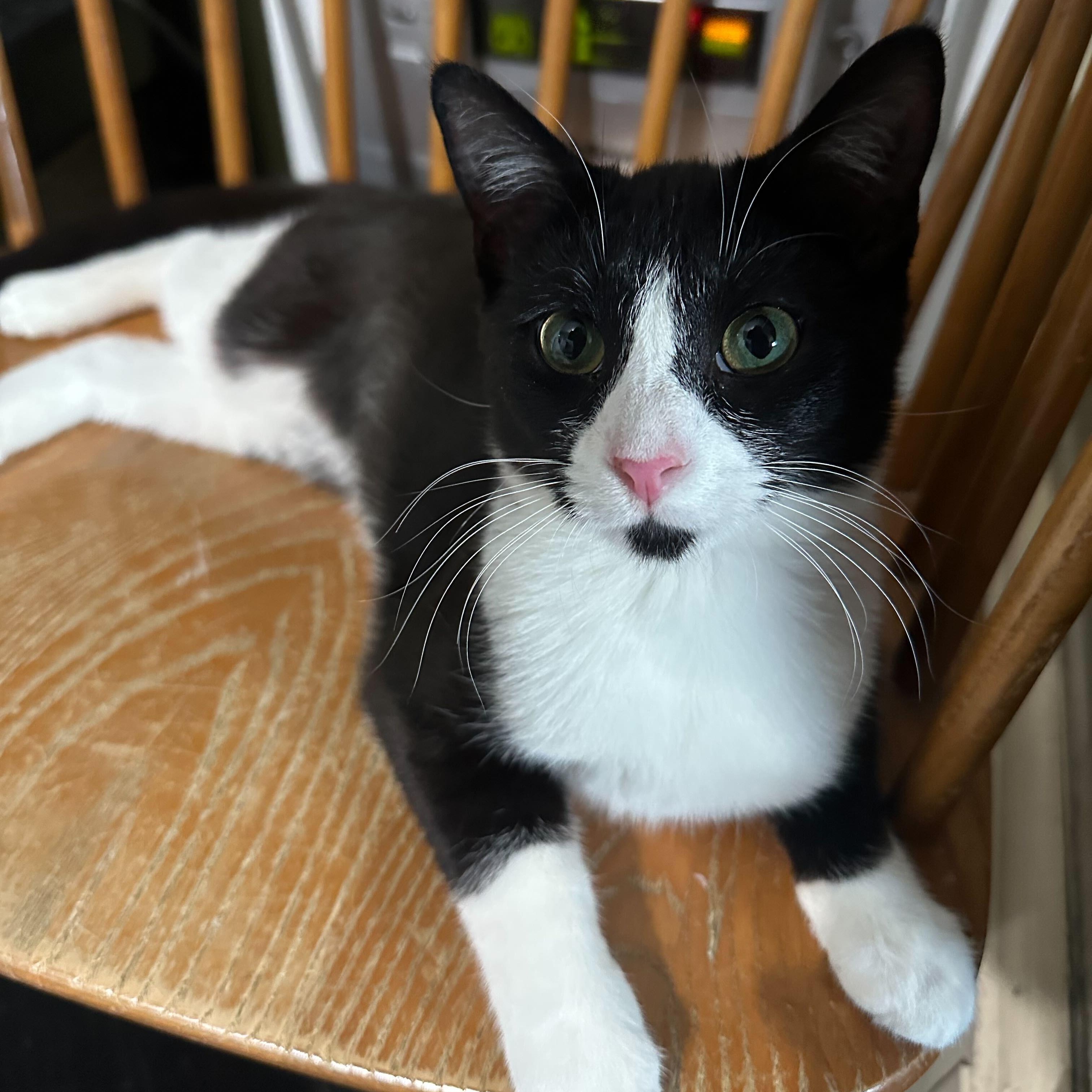 Cider, Adoptable, Kitten Female Domestic Short Hair.