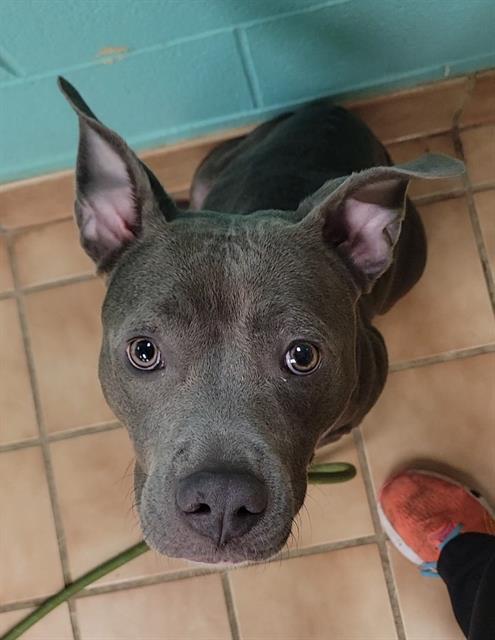 SAVVY, Adoptable, Adult Female Pit Bull Terrier & Mixed Breed.