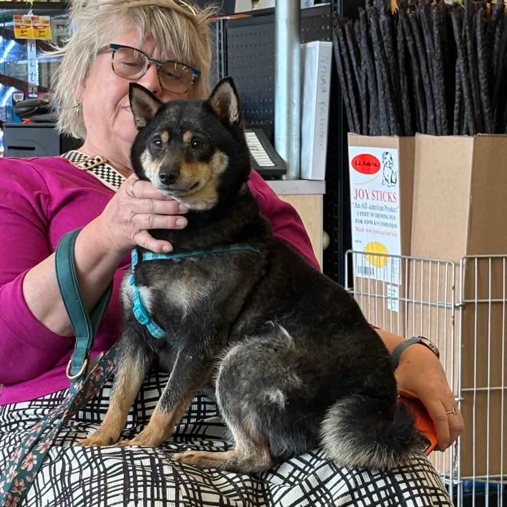 Marcella the Shella, Adoptable, Adult Female Shiba Inu.