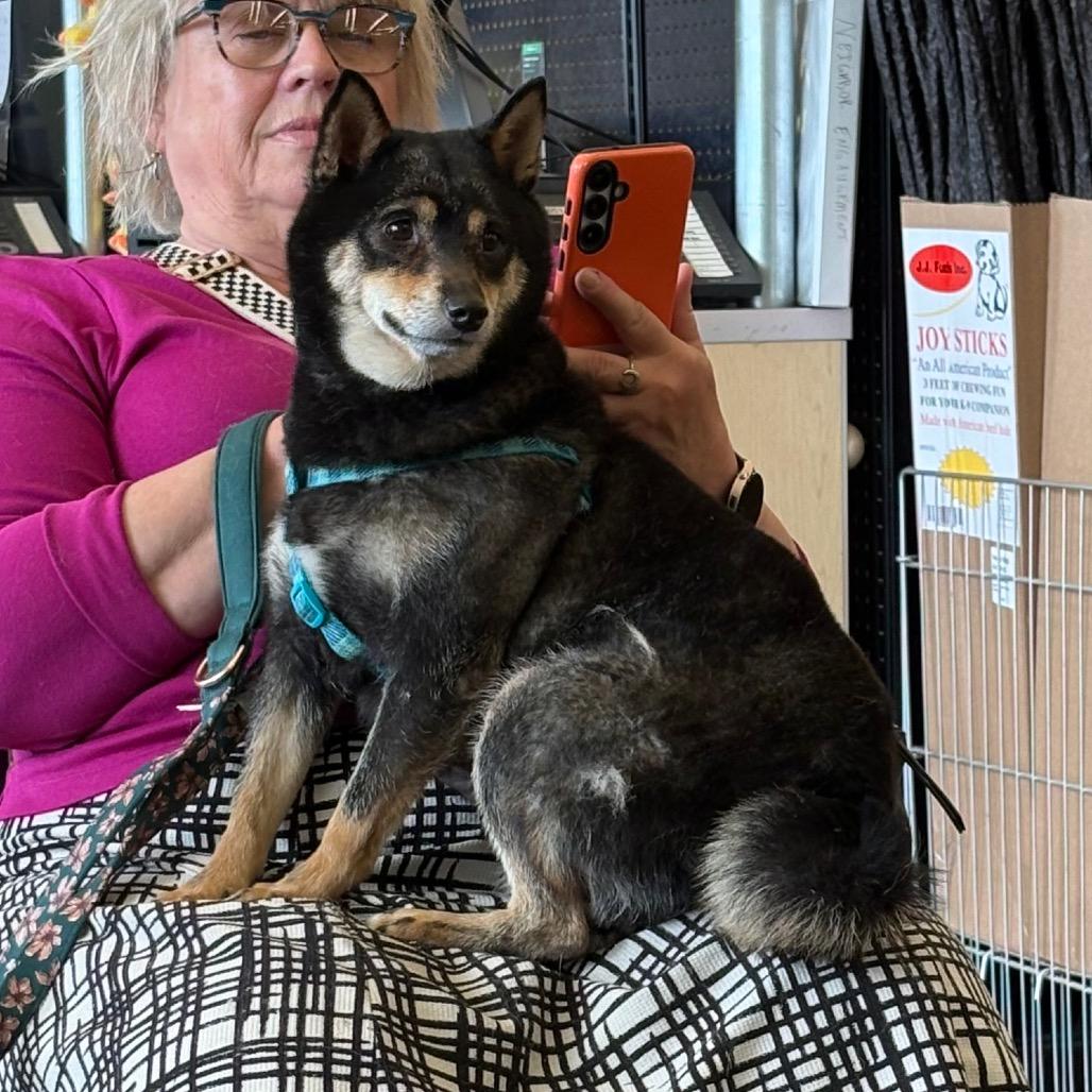 Enlarge Marcella the Shella, a Adoptable Shiba Inu in St. Paul, MN image 2/6