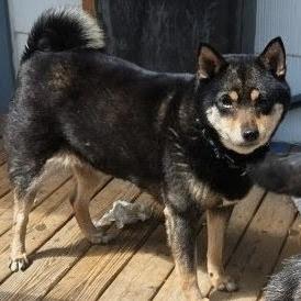 Enlarge Marcella the Shella, a Adoptable Shiba Inu in St. Paul, MN image 3/6