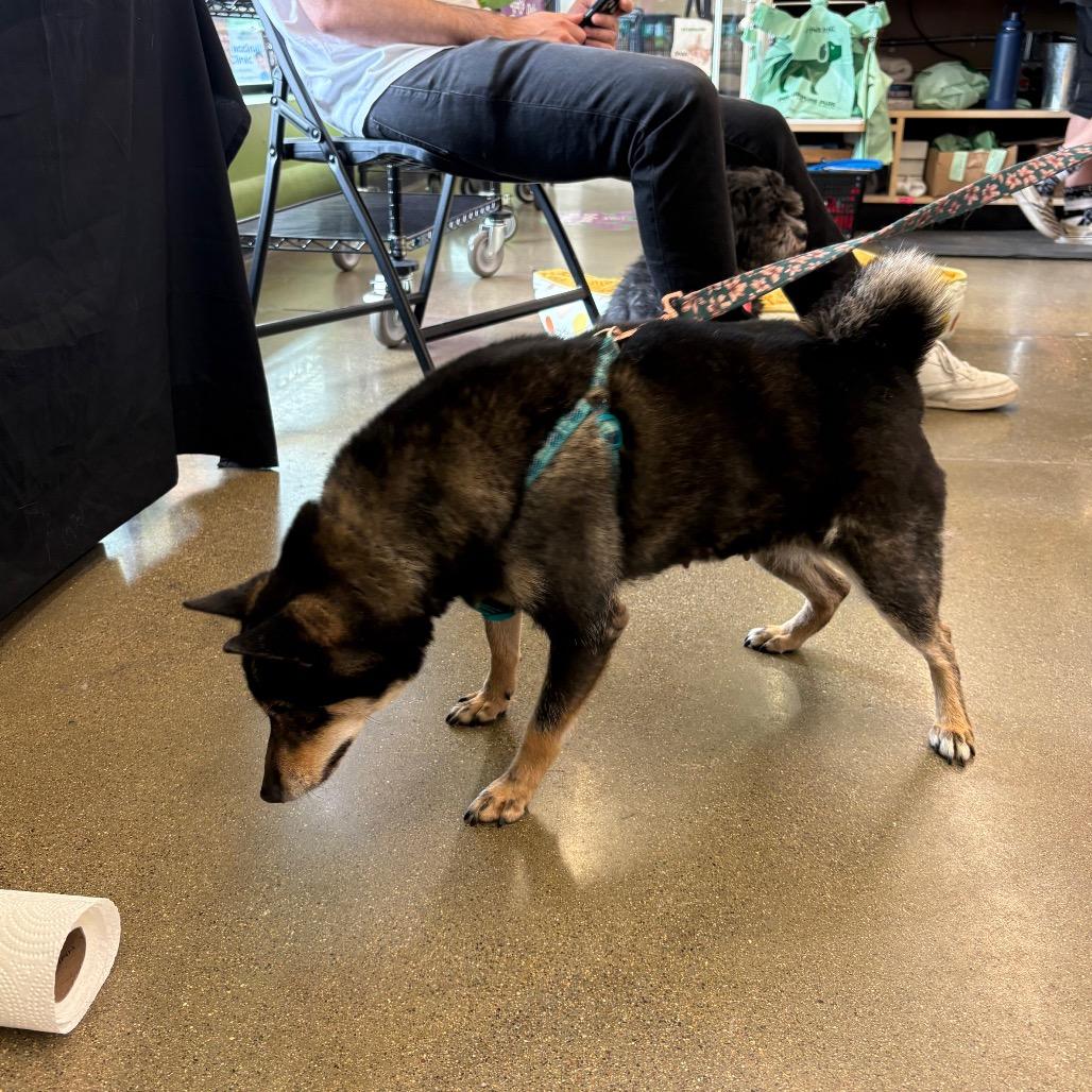 Enlarge Marcella the Shella, a Adoptable Shiba Inu in St. Paul, MN image 4/6