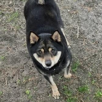 Enlarge Marcella the Shella, a Adoptable Shiba Inu in St. Paul, MN image 5/6