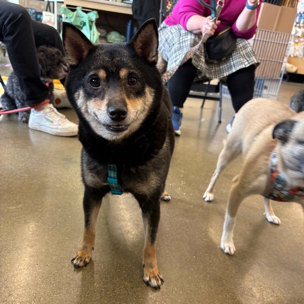 Enlarge Marcella the Shella, a Adoptable Shiba Inu in St. Paul, MN image 6/6