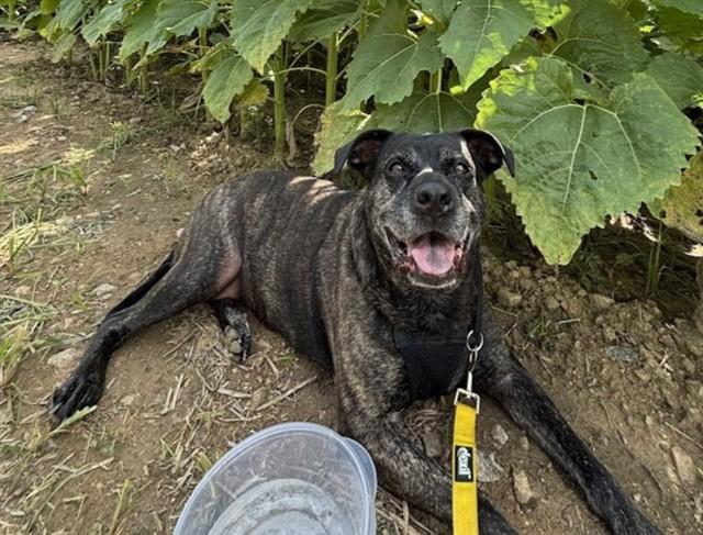 CAVA, Adoptable, Adult Female American Staffordshire Terrier & Mixed Breed.