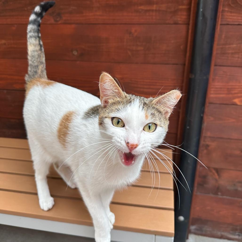 Enlarge Nia, a Adoptable Domestic Short Hair in Santa Barbara, CA image 1/2