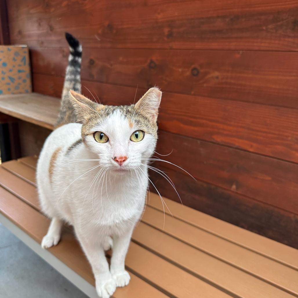 Enlarge Nia, a Adoptable Domestic Short Hair in Santa Barbara, CA image 2/2