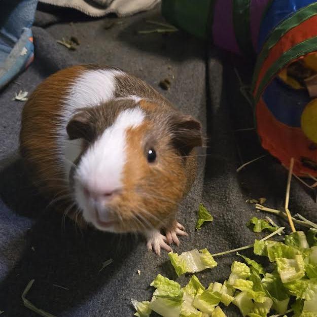 Abbott, a Adoptable Guinea Pig in South Elgin, IL image 1/3