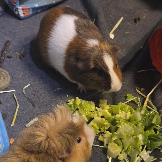 Abbott, a Adoptable Guinea Pig in South Elgin, IL image 2/3