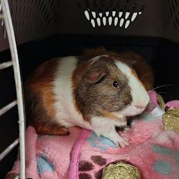 Abbott, a Adoptable Guinea Pig in South Elgin, IL image 3/3