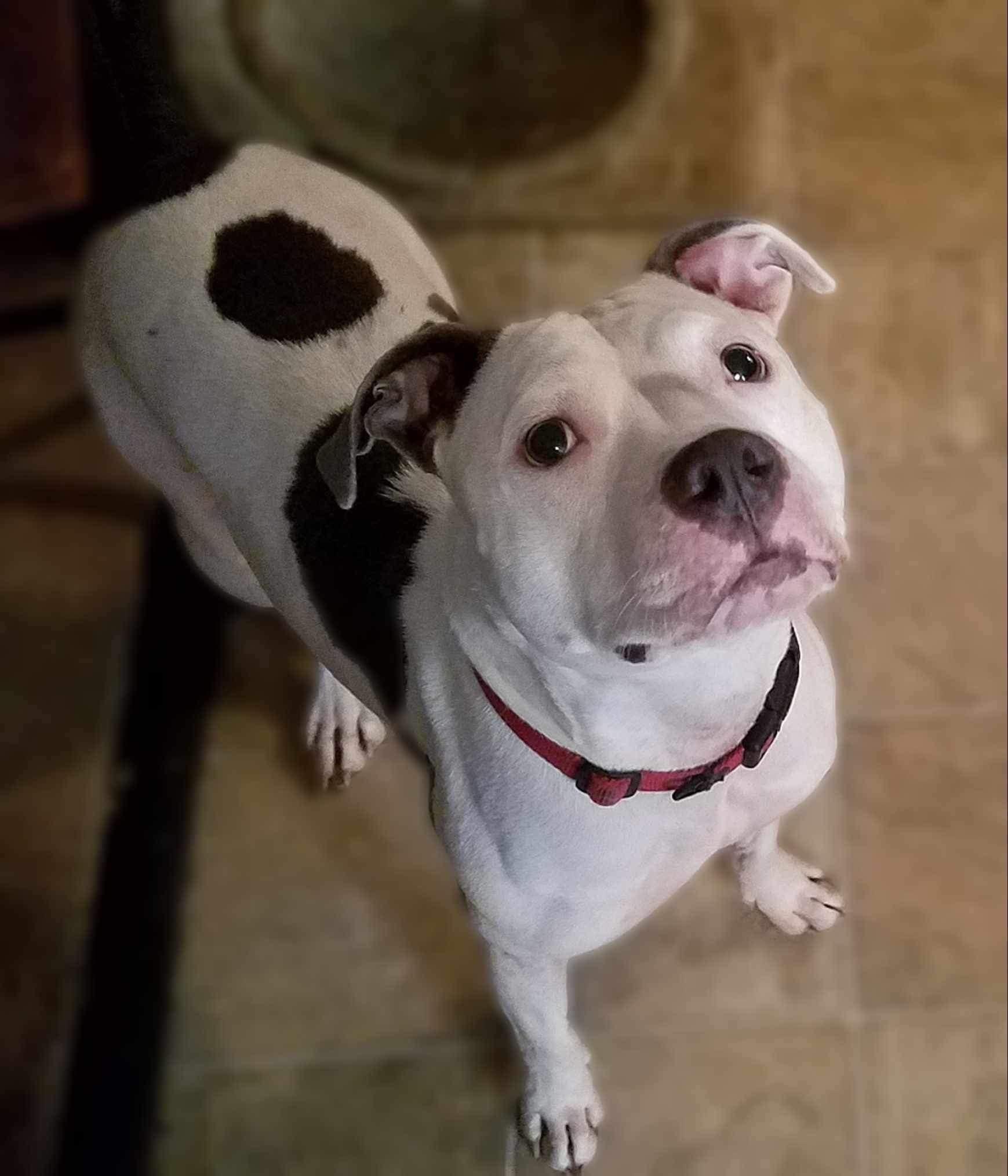 Missy, a Adoptable American Staffordshire Terrier in East Dundee , IL image 4/6