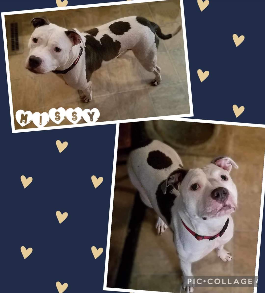 Missy, a Adoptable American Staffordshire Terrier in East Dundee , IL image 1/6