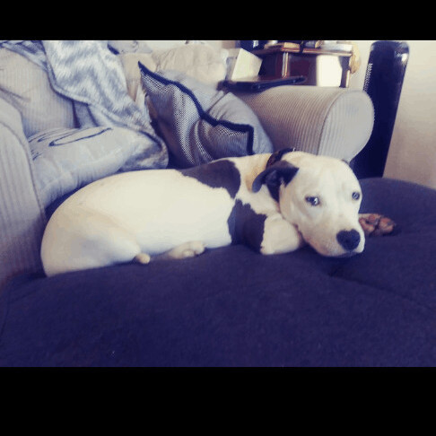 Missy, a Adoptable American Staffordshire Terrier in East Dundee , IL image 5/6