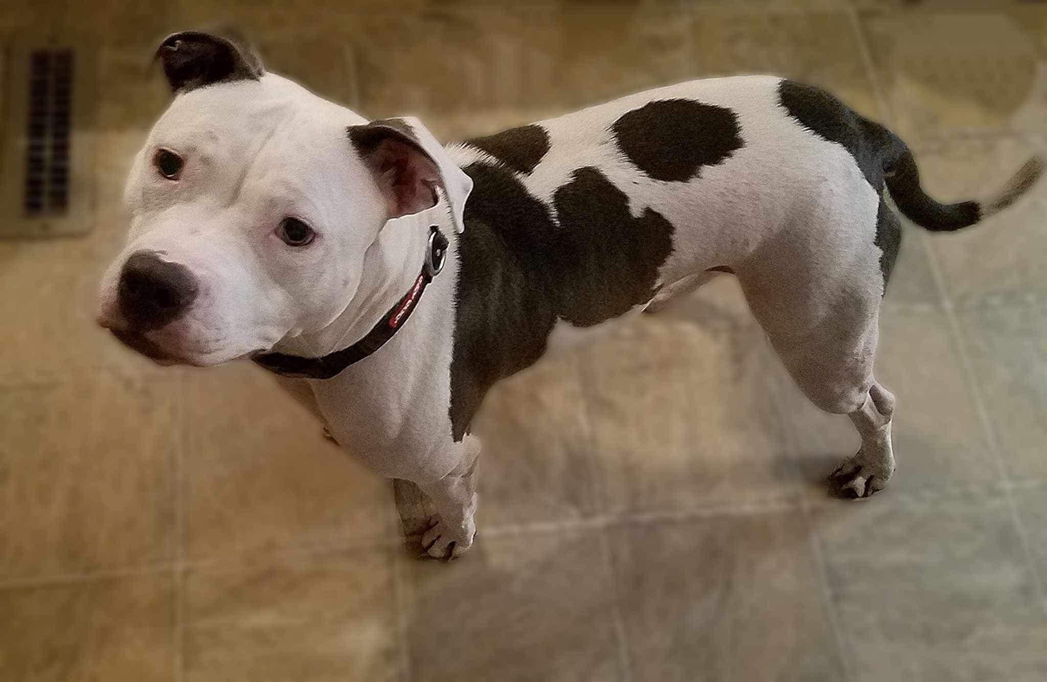 Missy, a Adoptable American Staffordshire Terrier in East Dundee , IL image 3/6