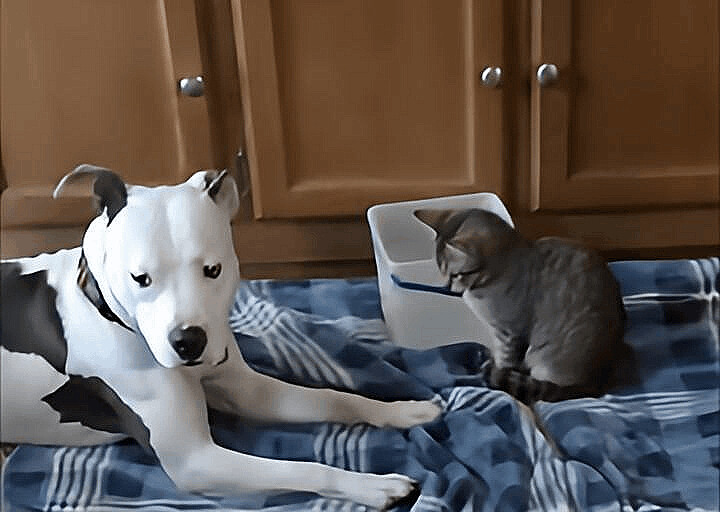 Missy, a Adoptable American Staffordshire Terrier in East Dundee , IL image 6/6