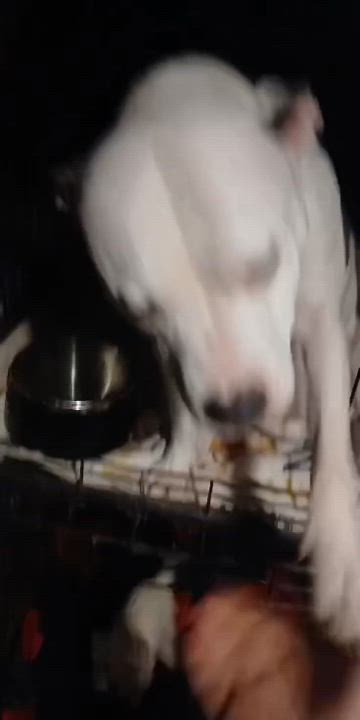 Enlarge Missy, a Adoptable American Staffordshire Terrier in East Dundee , IL video 2/6