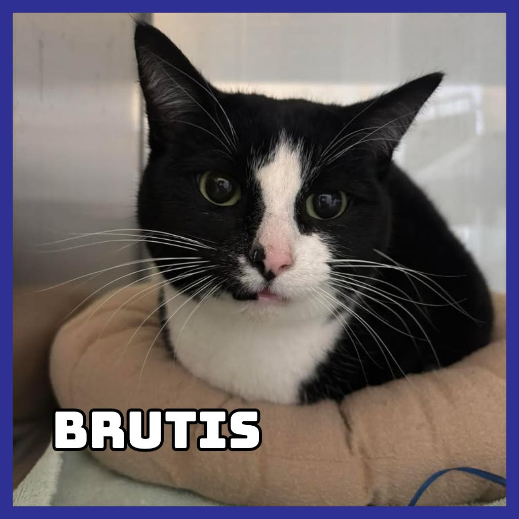 Brutis, Adoptable, Adult Male Domestic Short Hair.