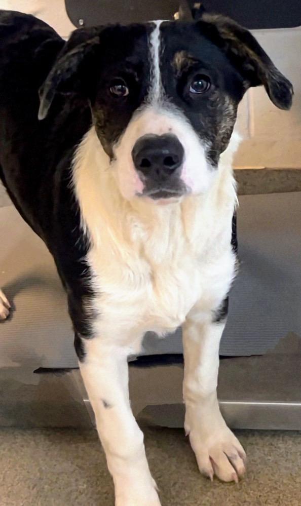 STINK, Adoptable, Young Male Mixed Breed.