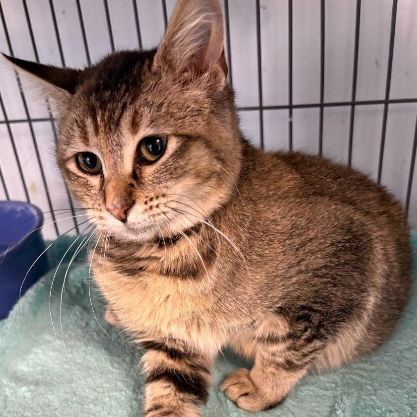 Enlarge Peppermint (25-13458), a Adoptable Domestic Short Hair in Fort Smith, AR image 1/1