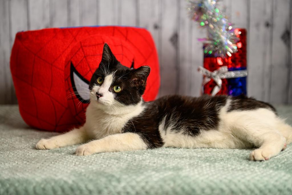 Enlarge Clayton, a Adoptable mixed breed in Roanoke, TX image 1/3