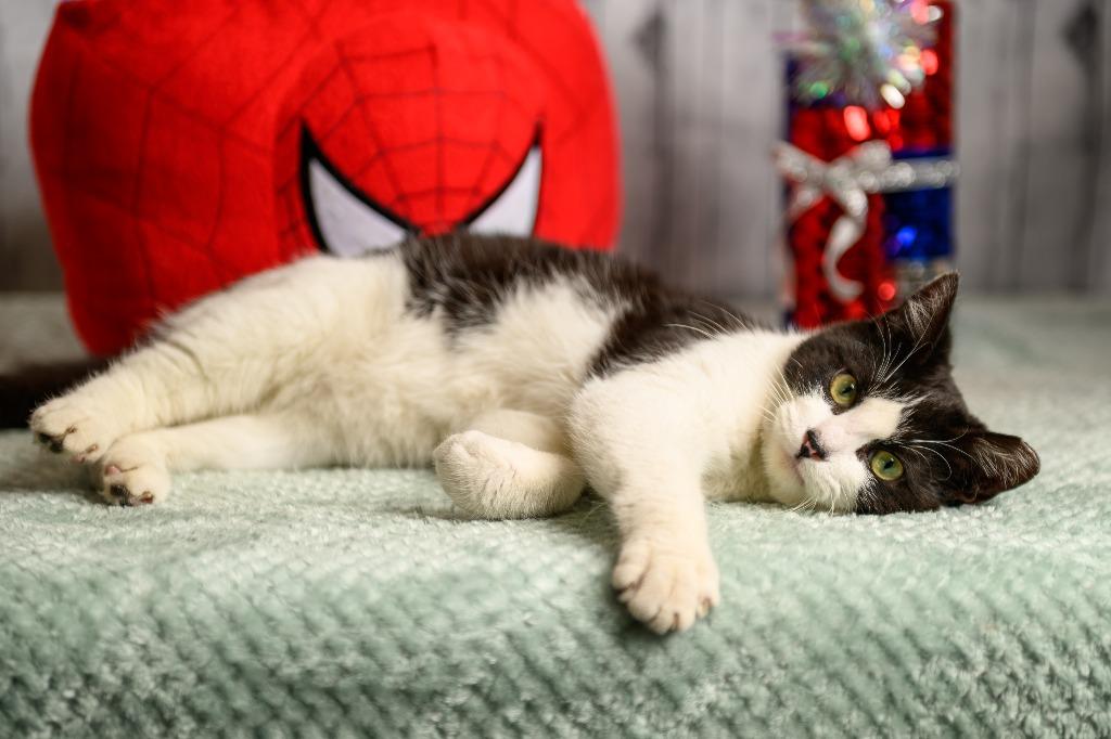 Enlarge Clayton, a Adoptable mixed breed in Roanoke, TX image 2/3