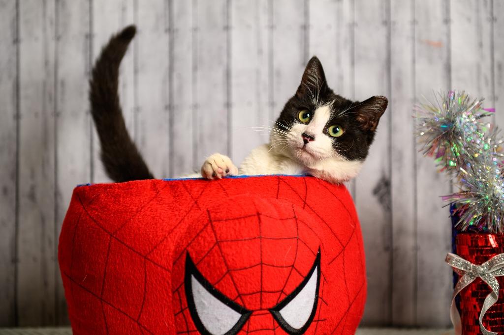 Enlarge Clayton, a Adoptable mixed breed in Roanoke, TX image 3/3